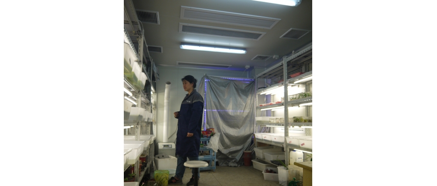 植物春化气候室